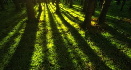 Licht und Schatten bei den Herren